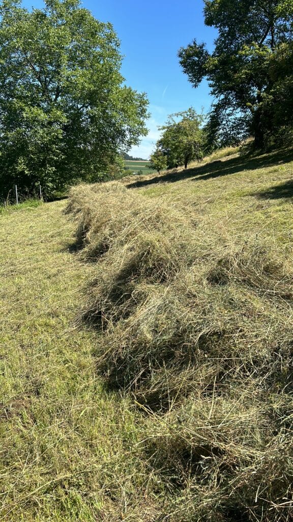 Foin coupé, prêt à être mis en ballots.