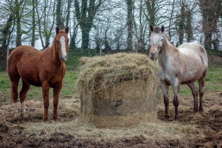 Deux chevaux se régalent d'une balle de foin.