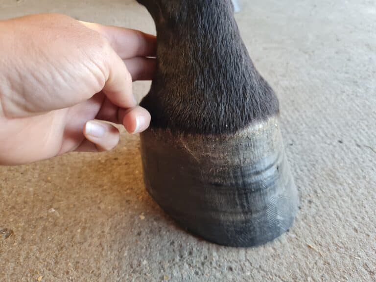 prendre le pouls digité d'un cheval.
