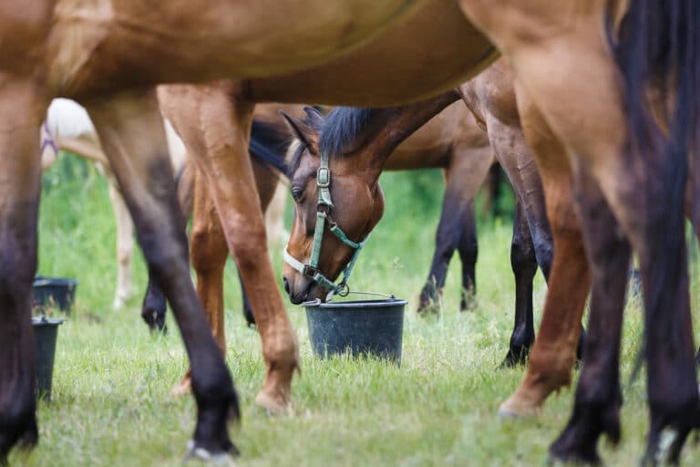 Un troupeau de chevaux est en train de manger.