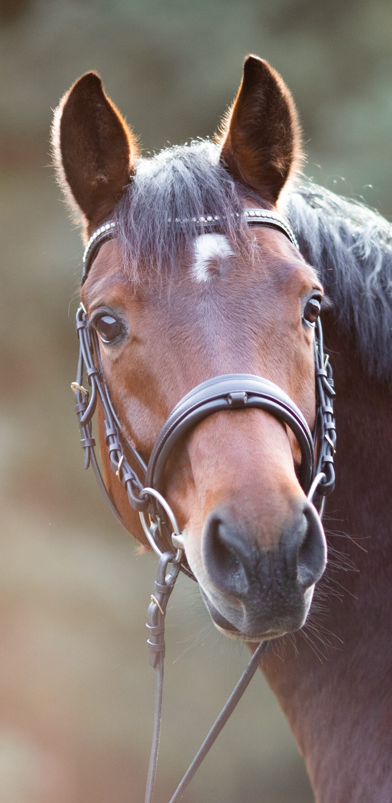 Portrait d'un cheval bai avec un bridon.