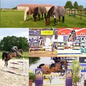 Montage photos pour illustrer Horses and farriery