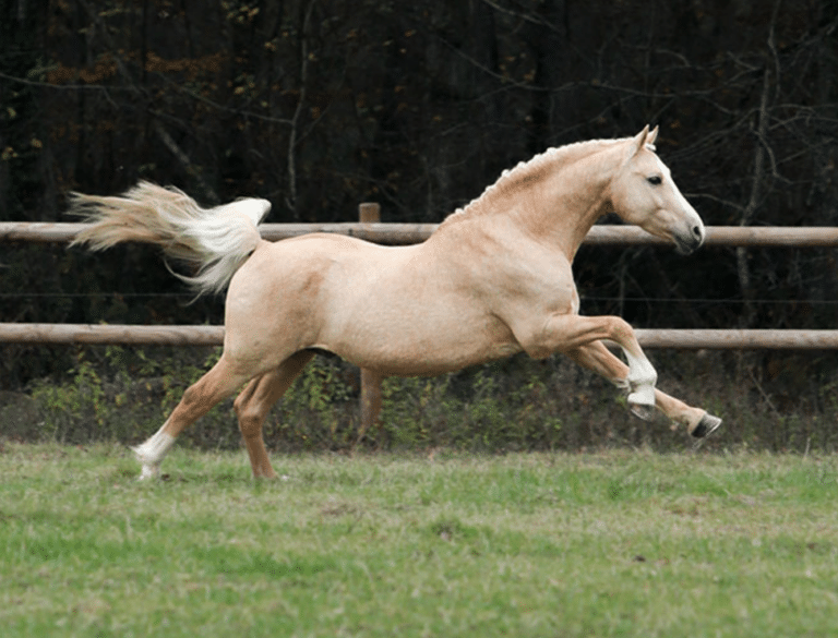 Lire la suite à propos de l’article Travail, alimentation : qu’est ce qui permet réellement au muscle du cheval de se développer ?