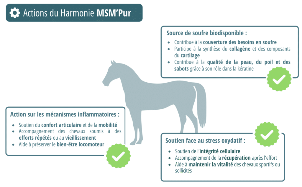 Actions du MSM'Pur pourquoi ajouter du soufre dans l'alimentation du cheval ?