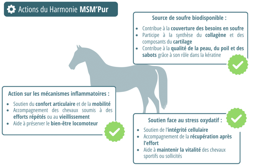 Actions du MSM'Pur pourquoi ajouter du soufre dans l'alimentation du cheval ?