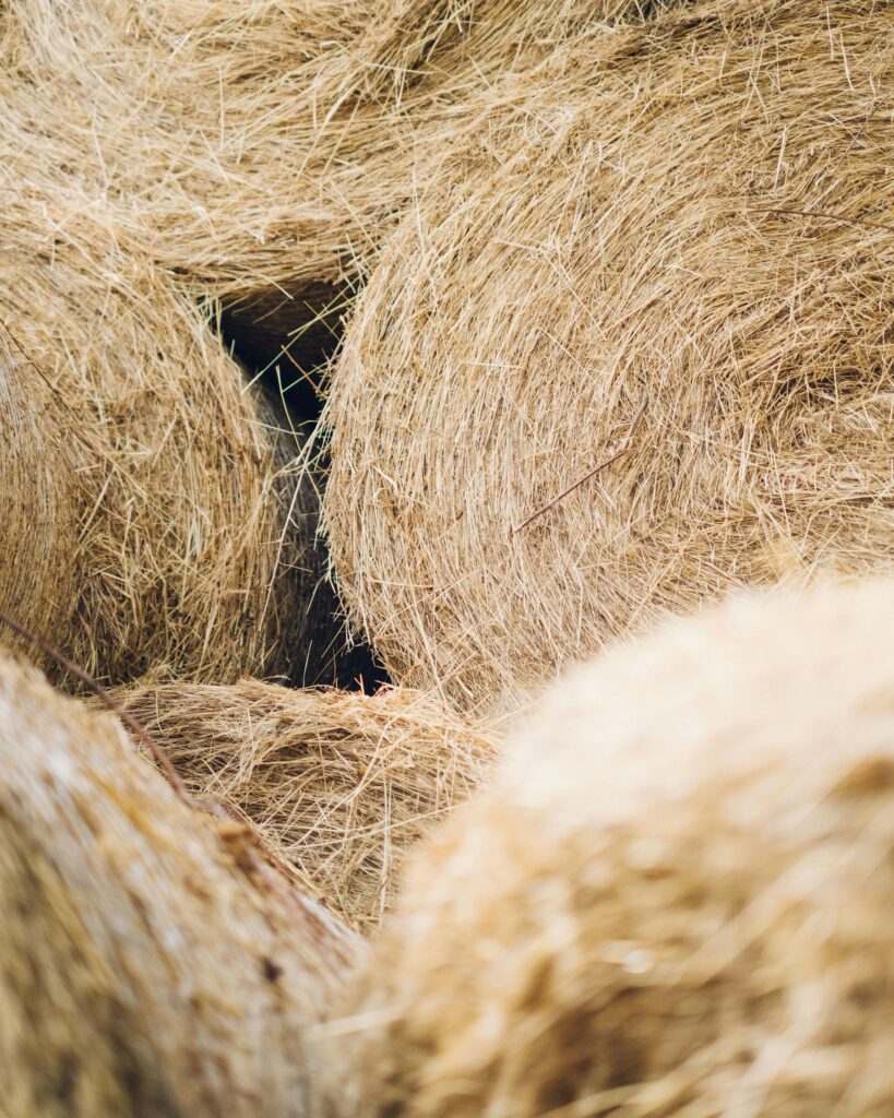 La qualité du foin 2026 pour les chevaux