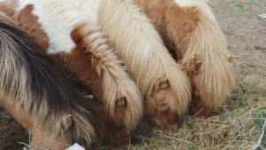 Le baromètre du foin 2026, pour chevaux et poneys