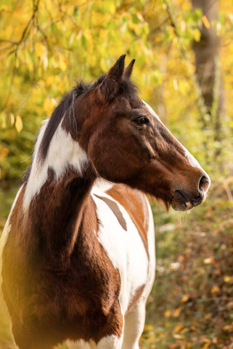 Portait cheval pie