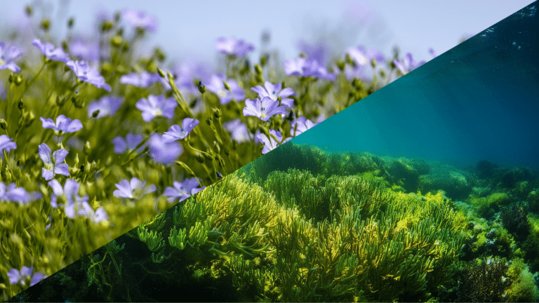 les omega 3 dans l'alimentation du cheval : lin ou algues ?