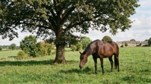 Un cheval mange sous un chêne, sans tenir compte du risque lié aux glands.