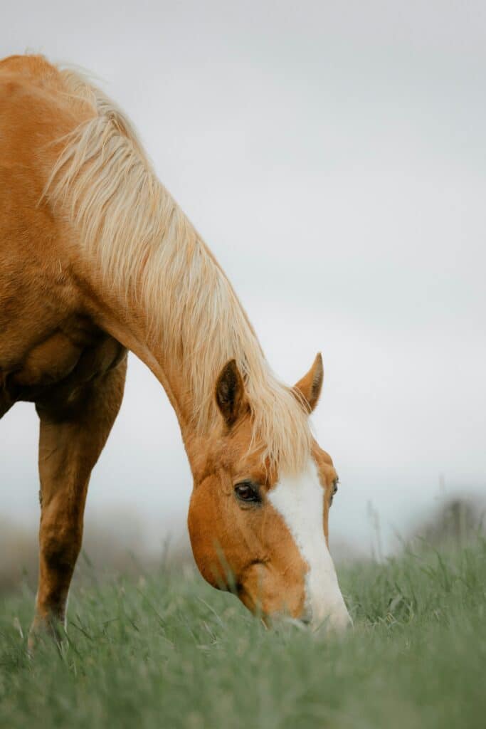 Un cheval mange de l'herbe