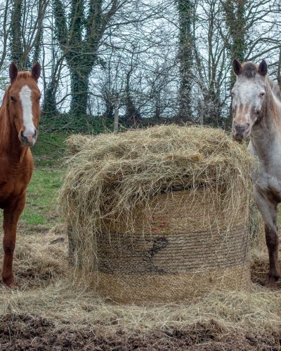 Balle-foin-chevaux