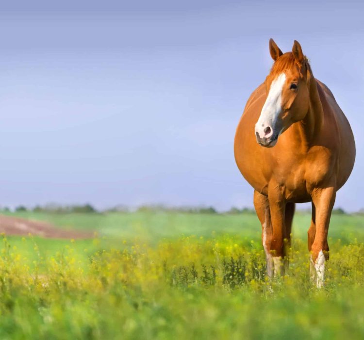 Red,Pregnant,Mare,In,Spring,Pasture