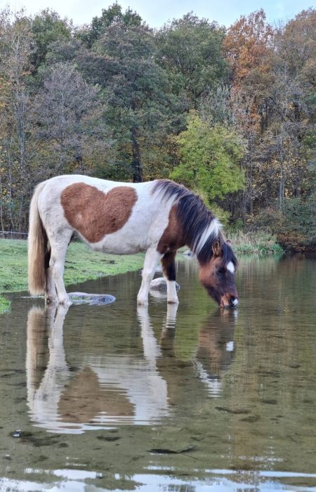 Un cheval boit de l'eau dans une mare.