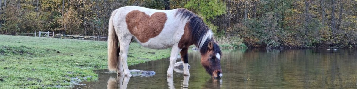 Horse,Drinks,A,Water,From,Small,Lake.,Heart,Mark,On