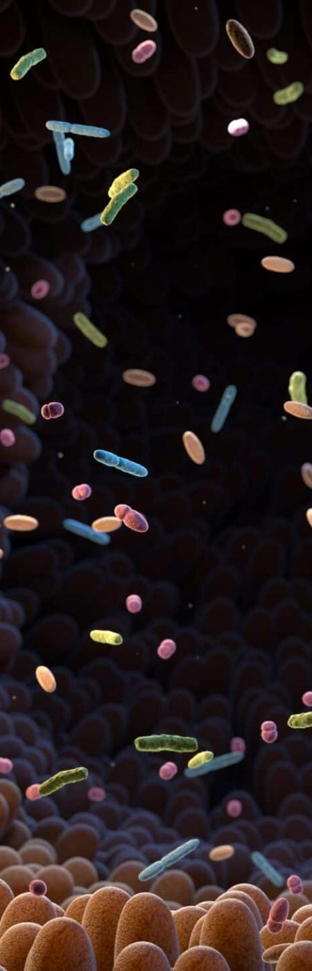 Intestinal,Bacteria.,Microbiome.,Gut,Microbiome,Helps,Control,Intestinal,Digestion,And