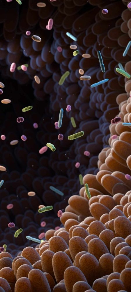 Intestinal,Bacteria.,Microbiome.,Gut,Microbiome,Helps,Control,Intestinal,Digestion,And