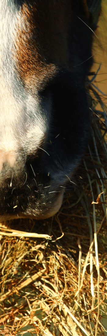 Un cheval qui mange du foin, protégé des myco toxines.