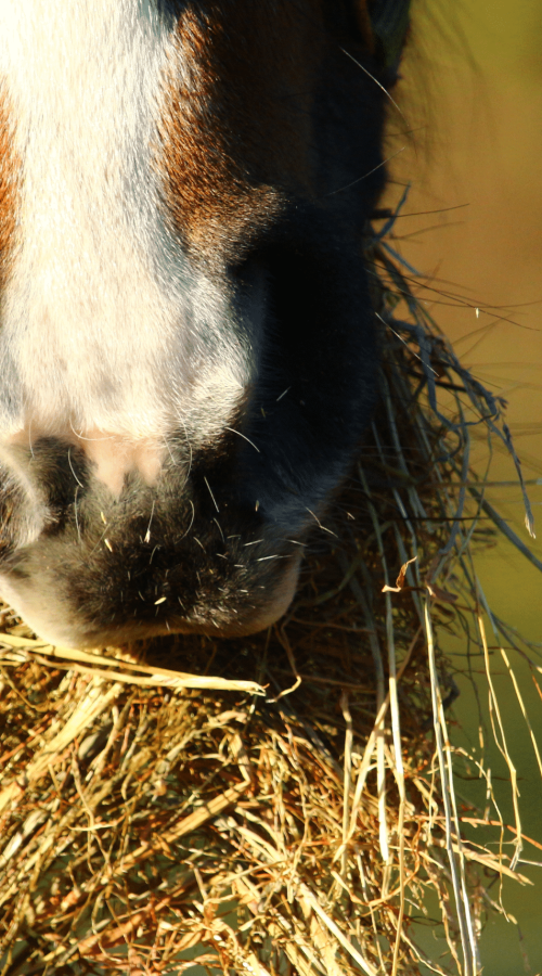 Un cheval qui mange du foin, protégé des myco toxines.