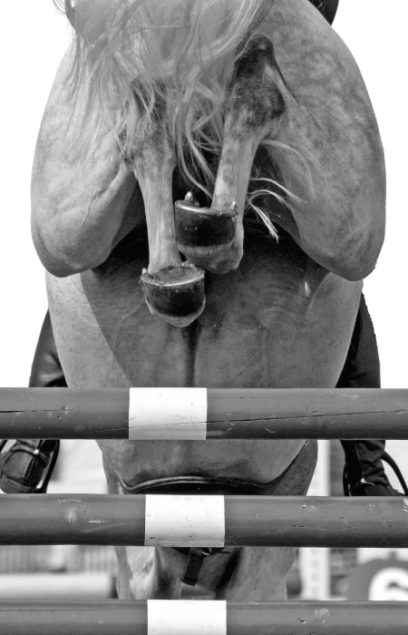 Cheval sautant un obstacle.