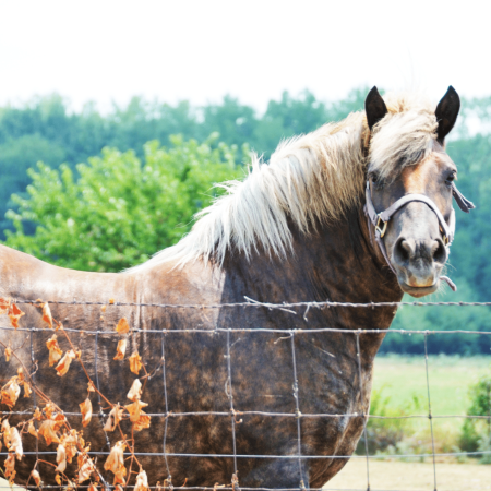 L'importance du magnésium dans la régulation de l'insuline chez le cheval.