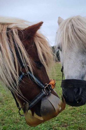 Deux chevaux portant un panier de pâturage.
