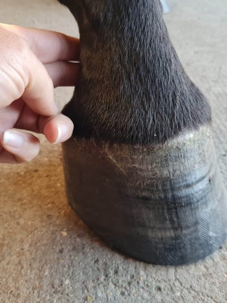 prendre le pouls digité d'un cheval.