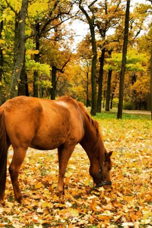 cheval-arbre