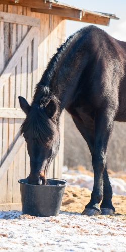 Comment garder son cheval en état l'hiver ?