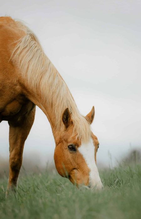 Les besoins nutritionnels du cheval sont ils remplis par le foin 2026 ?