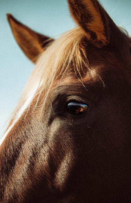 Cheval suivi par Harmonie Nutrition Équine