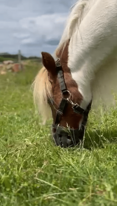 Poney shetland portant un panier de pâturage.