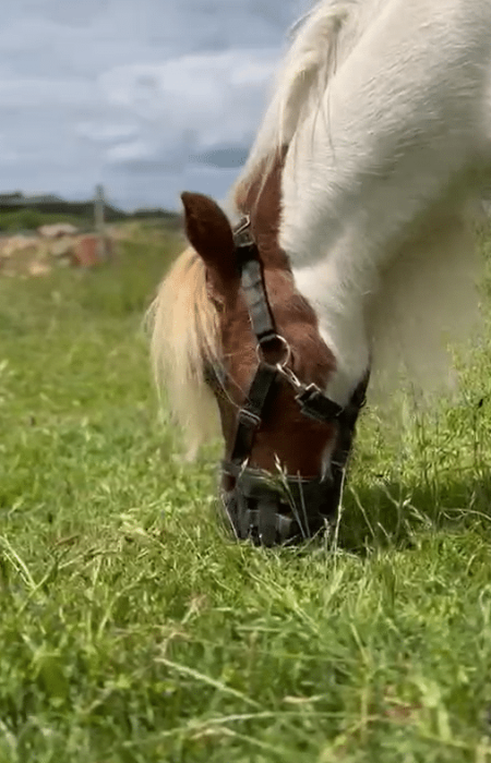 Poney shetland portant un panier de pâturage.