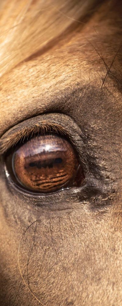 Palomino,Horse,Eye,On,A,Dark,Background.,Horse,Stress