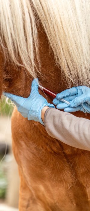 Woman,Simulating,Blood,Draw,On,South,German,Draft,Horse