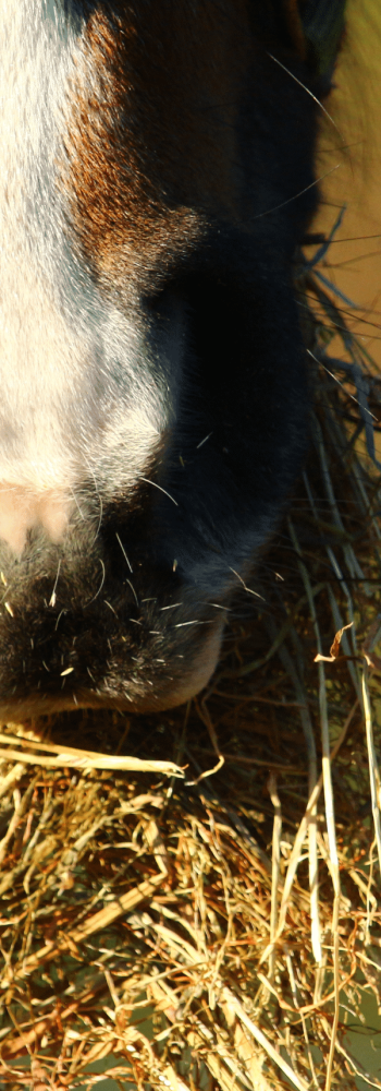Un cheval qui mange du foin, protégé des myco toxines.